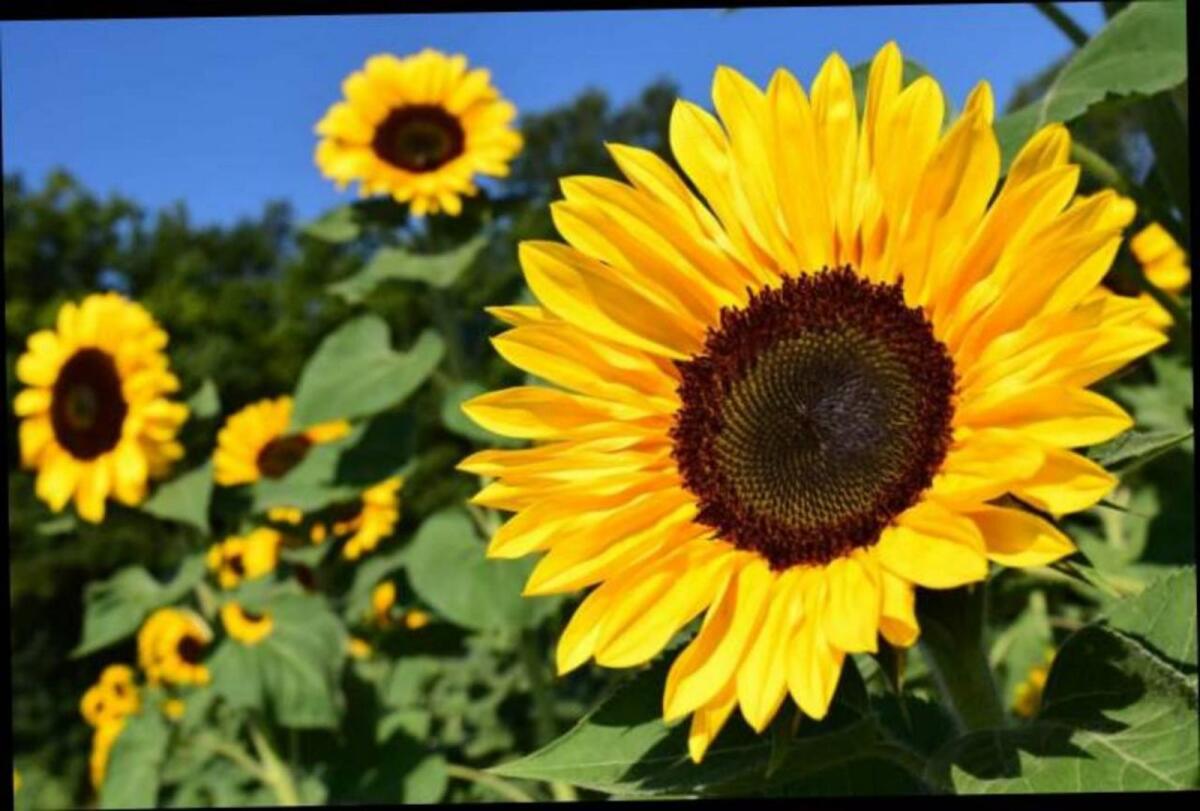 Öl, Sonnenblumenöl im 1.000 l Tank 2