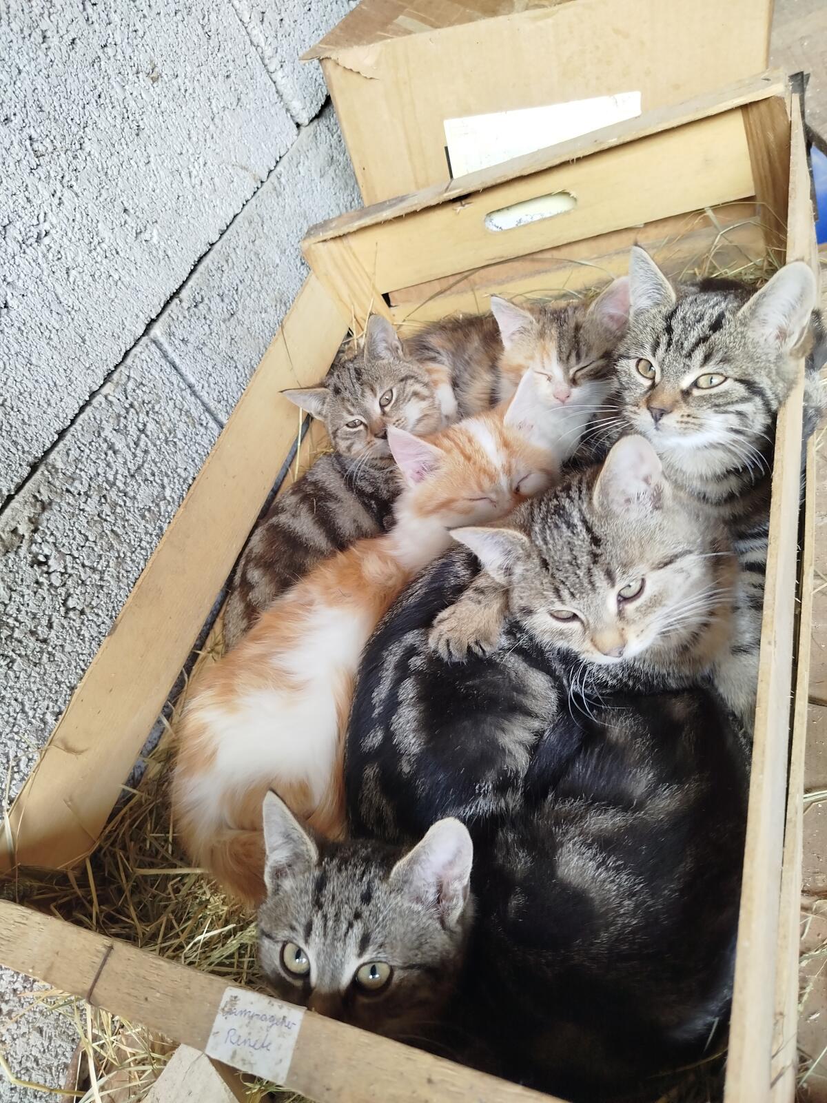 Bauernhof - Katzenbabys 3