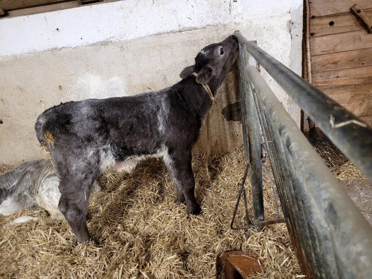 Belgier Stierkälber 2