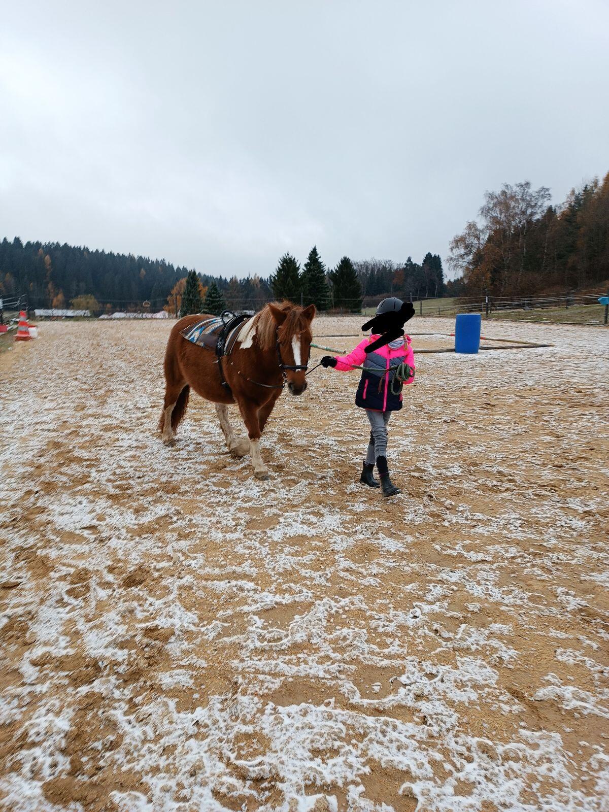 Brave 1,20 m Ponystute abzugeben 3