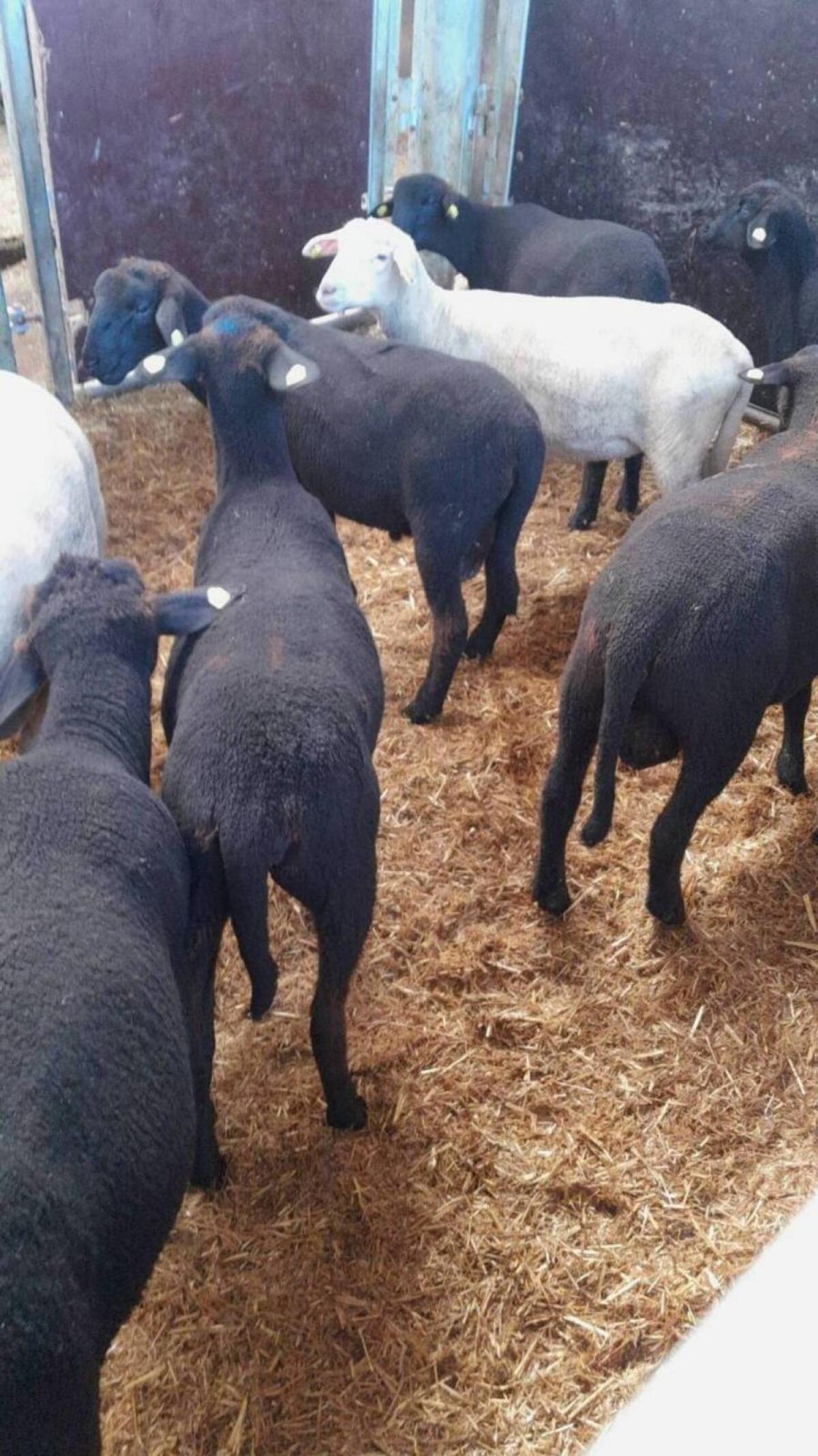 Lämmer, Altschafe 2