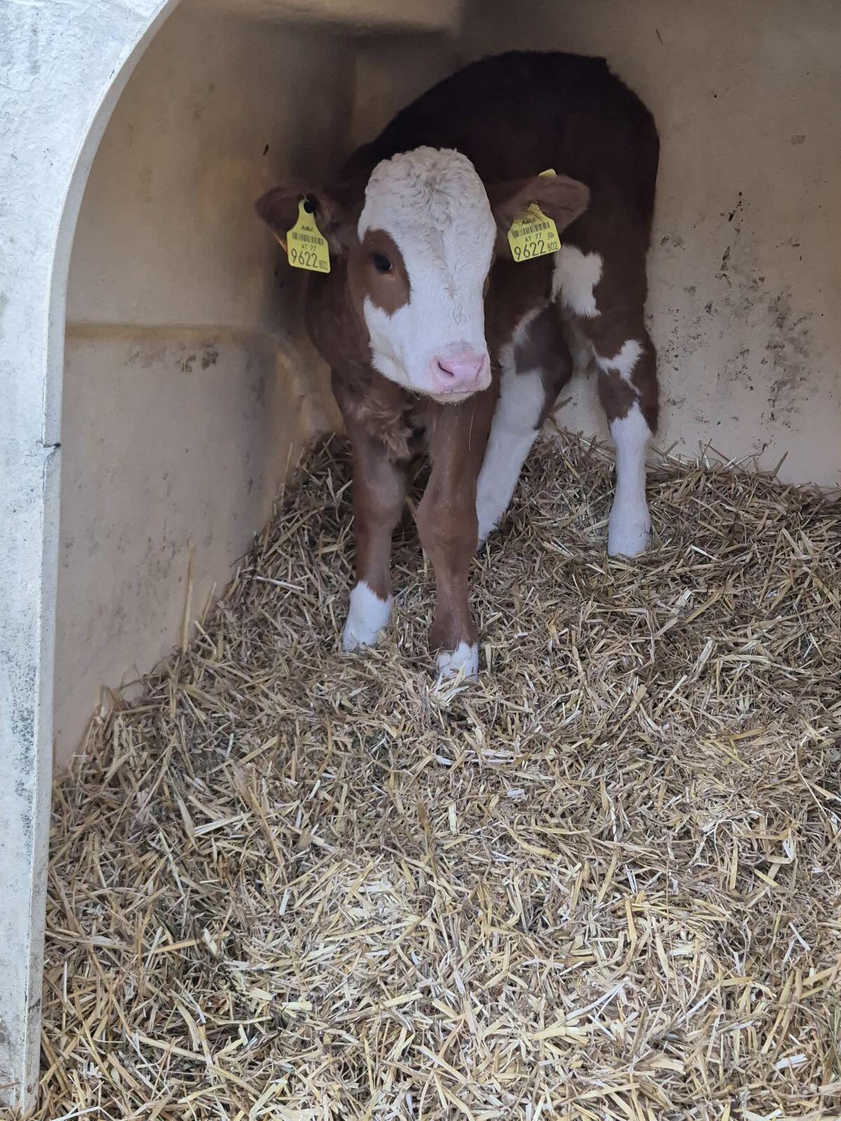 Bio Kälber weiblich 2