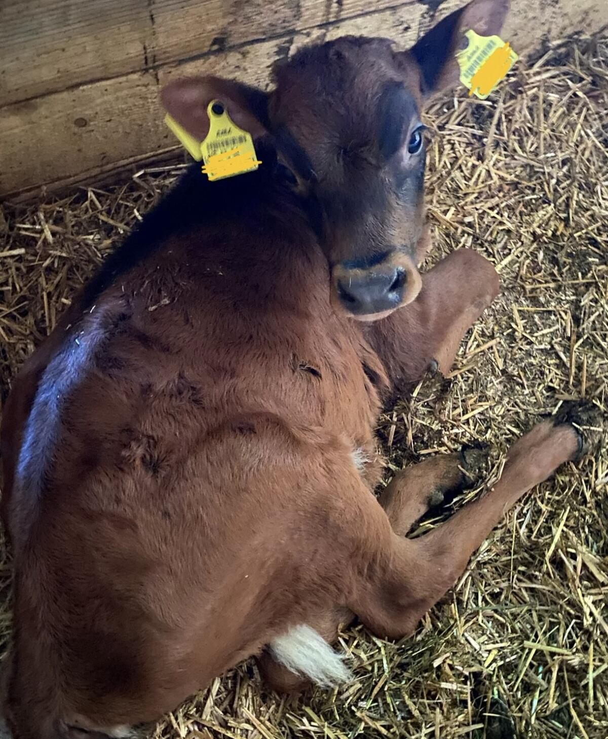 Kuhkalb Jersey, Pinzgauer 2