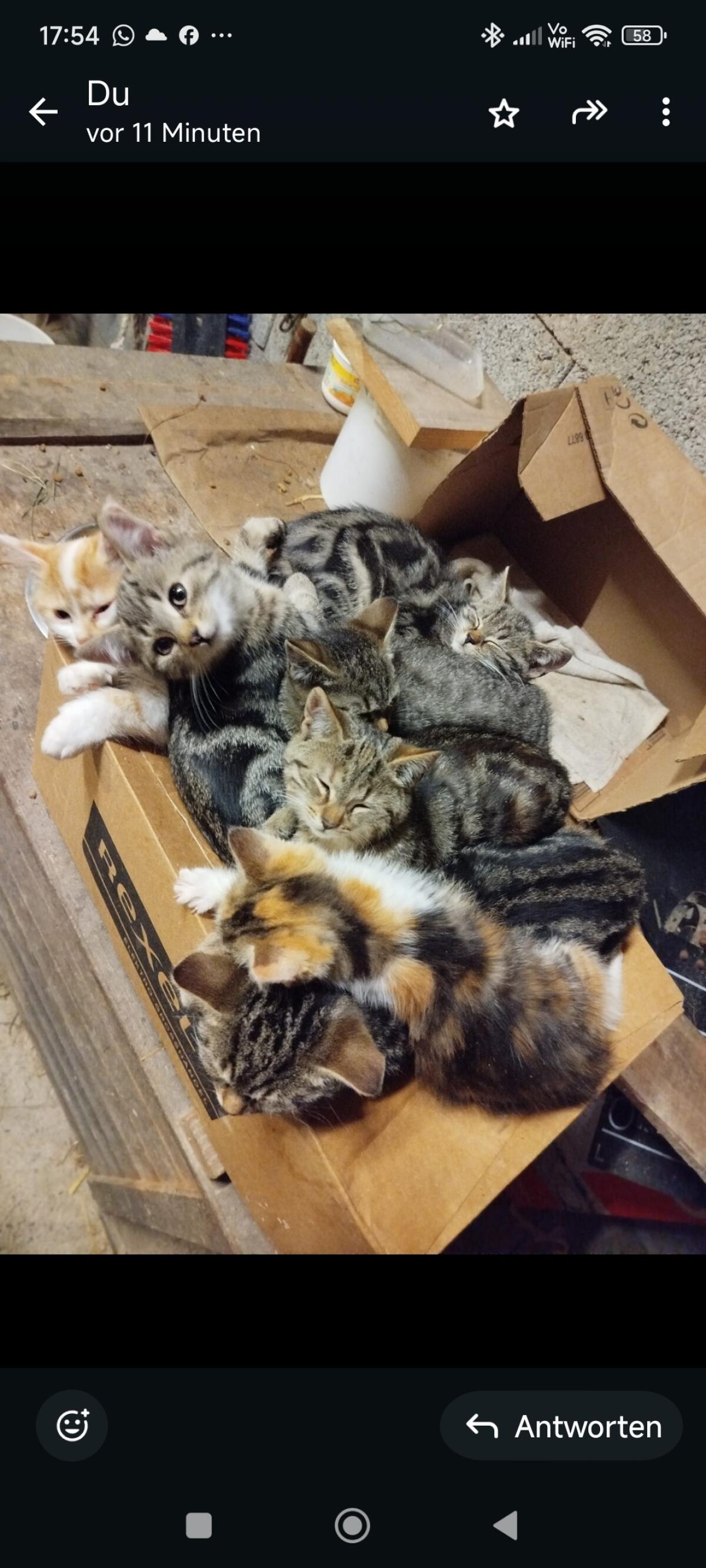 Bauernhof - Katzenbabys 1