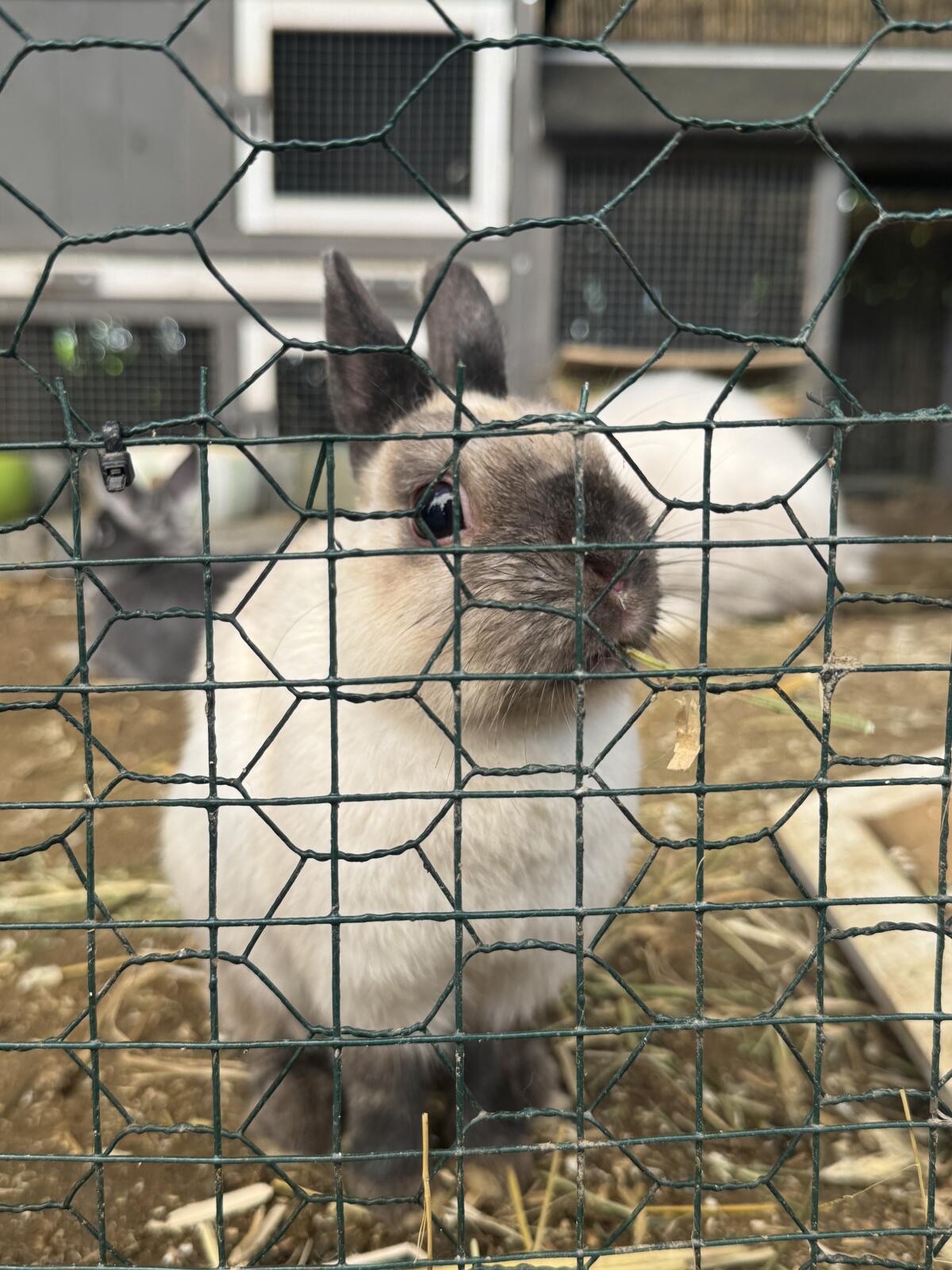 Farbenzwerg Weibchen 2