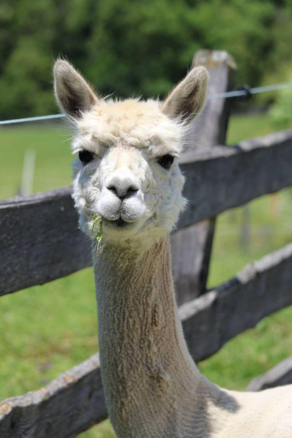 Alpakastute EM Olivia 2