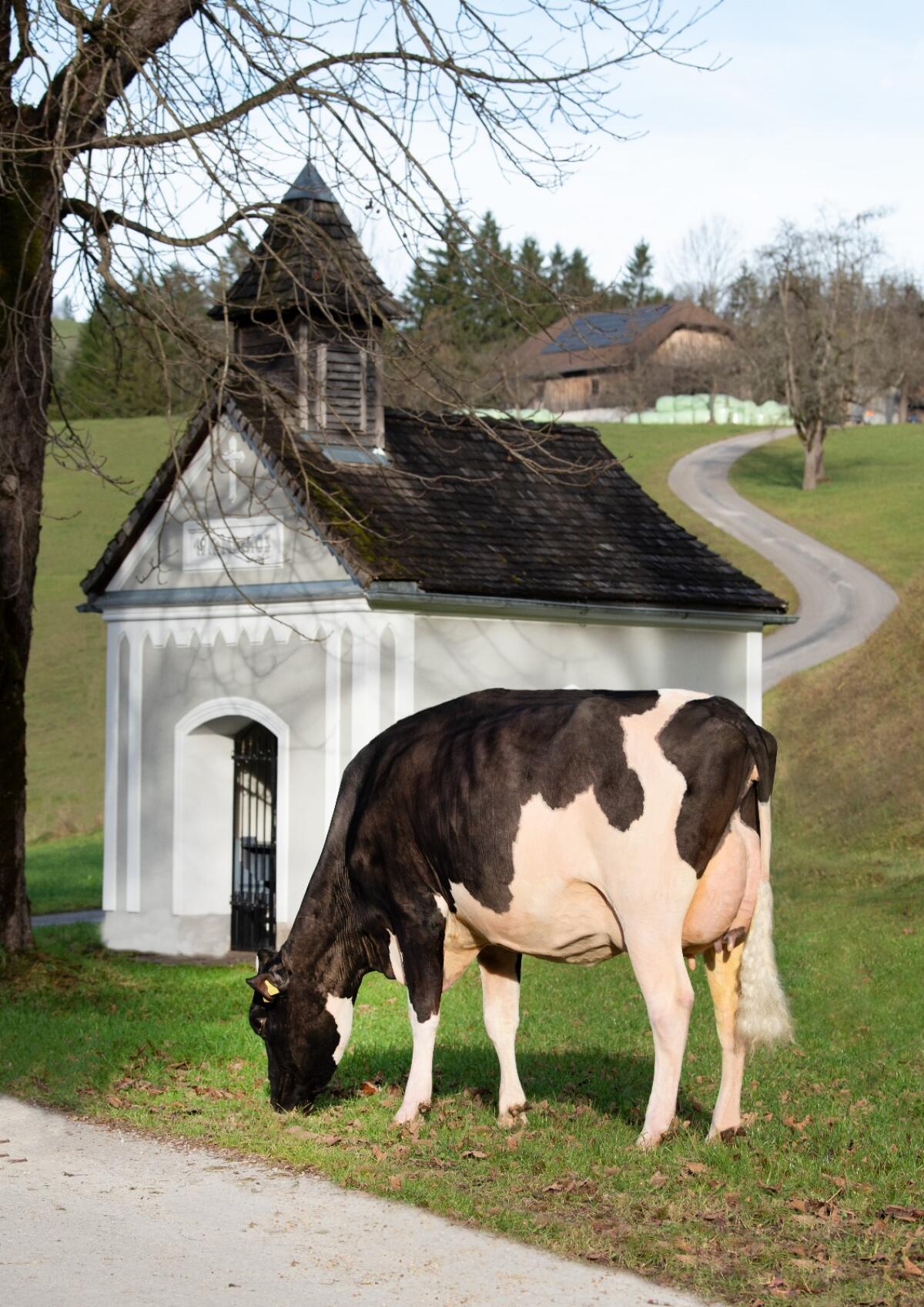 Hoch interessantes HF-Stierkalb 3