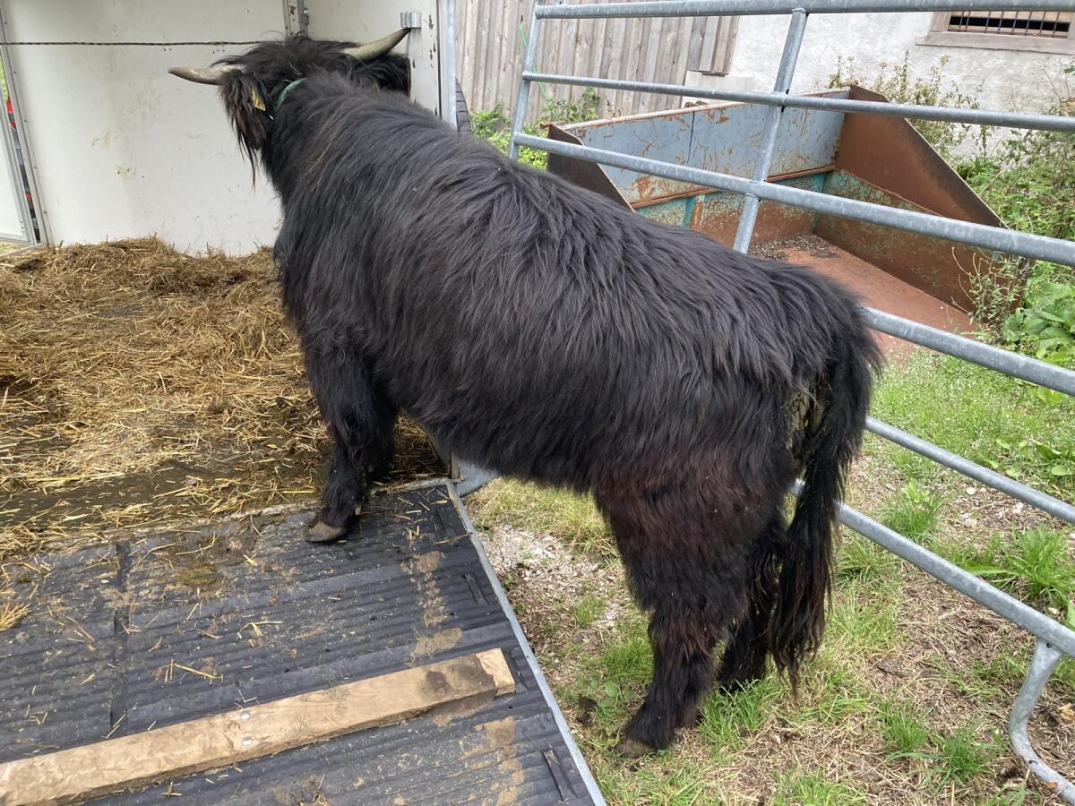 Verk. 2 Hochlandrindkalbinnen! BIO 2