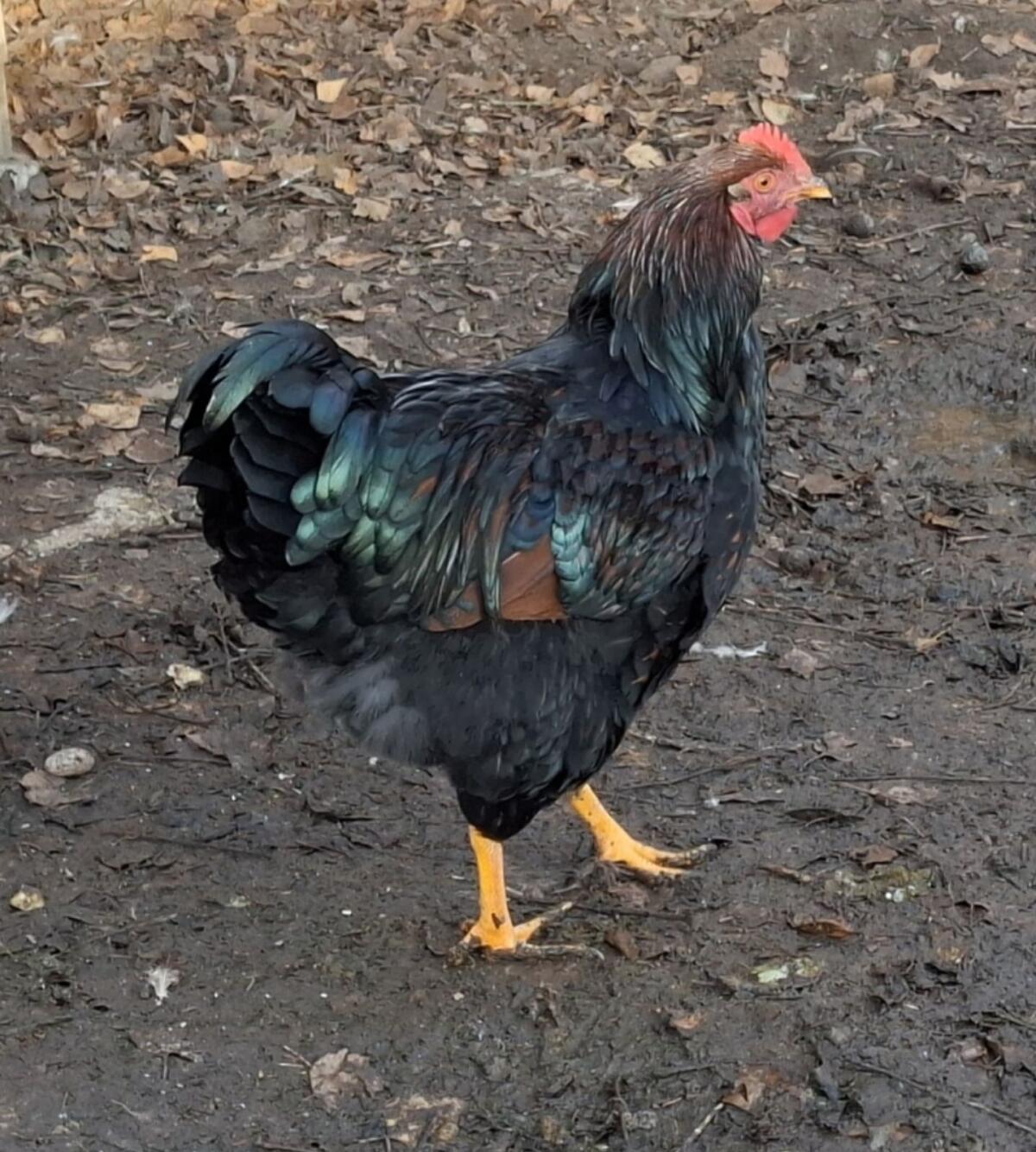 Wyandotten-Mix Junghahn 1