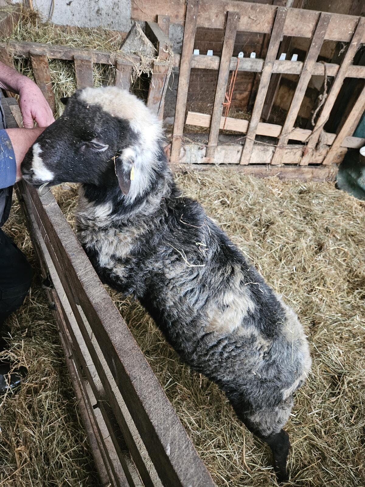 Krainer Steinschaf Bock 1