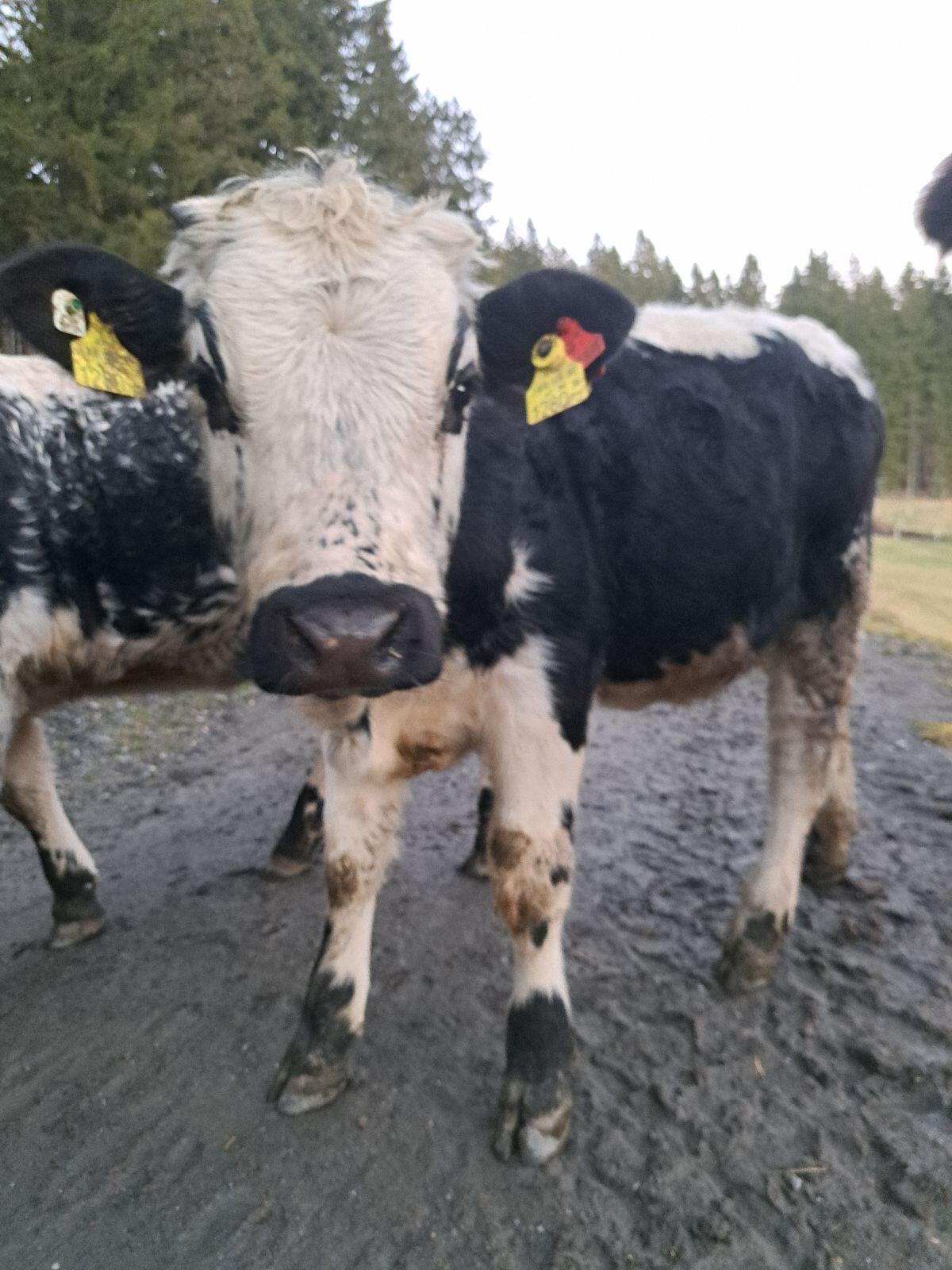 Bio Pustertaler Sprinzen Kalbin 3