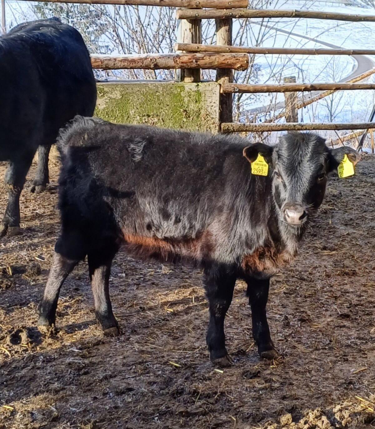 Dexter Kälber Bio 2