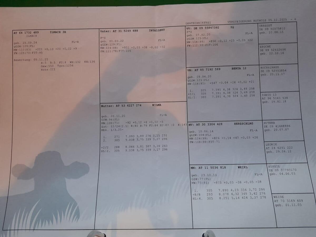 Zuchtstier-Besamungsstier 2