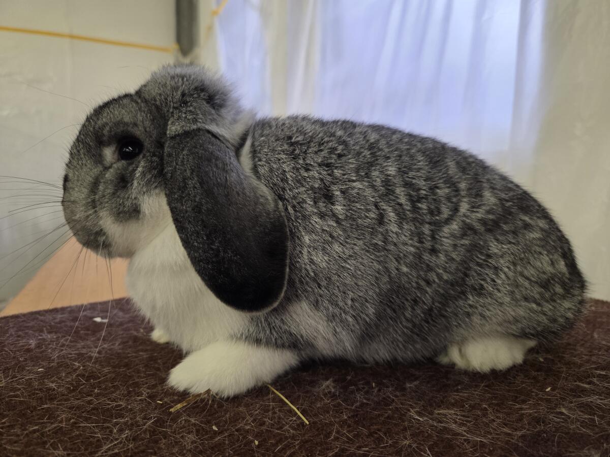 Zwergwidder Chinchilla-Weiße und Havanna 2