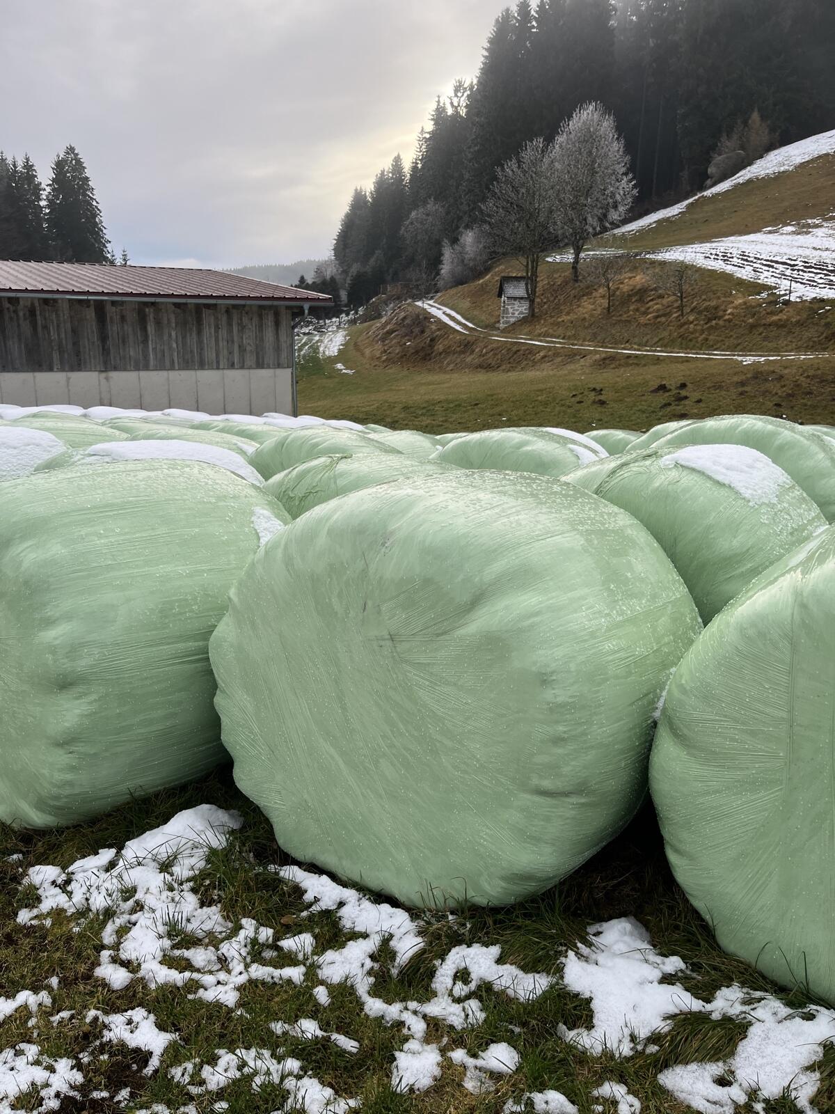 Siloballen - Erntejahr 2025 2