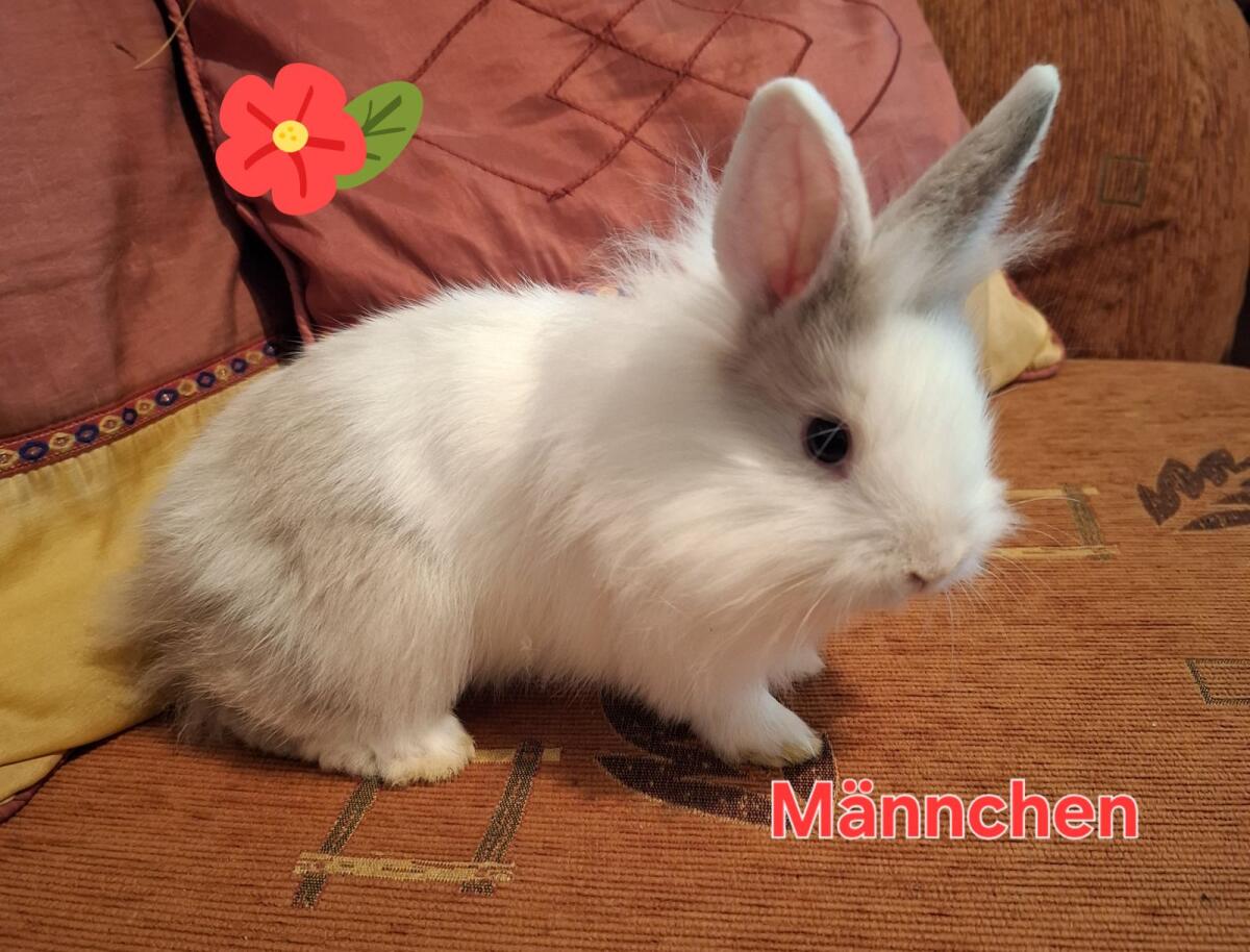 Süße Zwergkaninchen 3