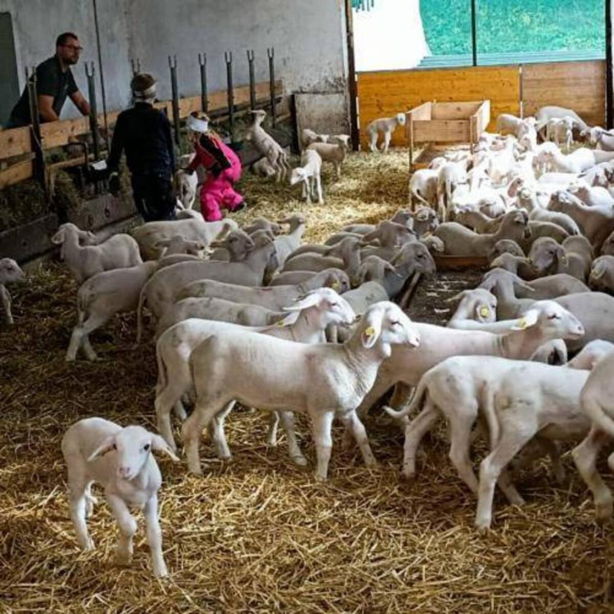 Lämmer, Altschafe 3