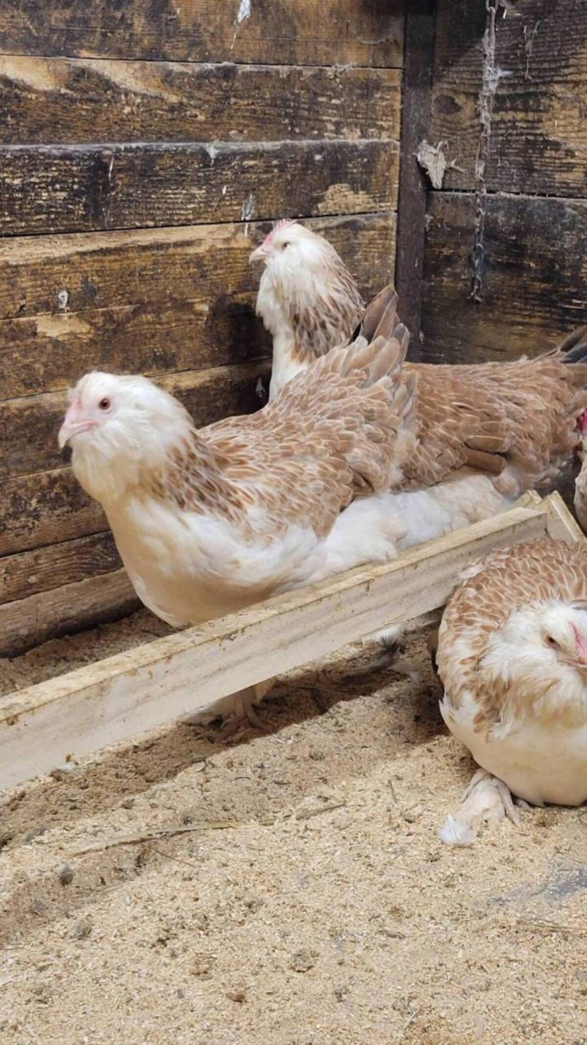 Lachshühner Bruteier 2