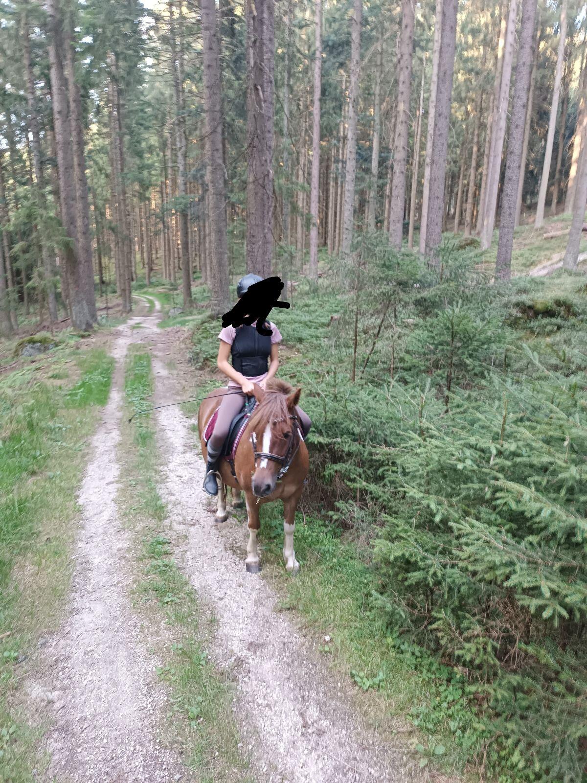 Brave 1,20 m Ponystute abzugeben 1