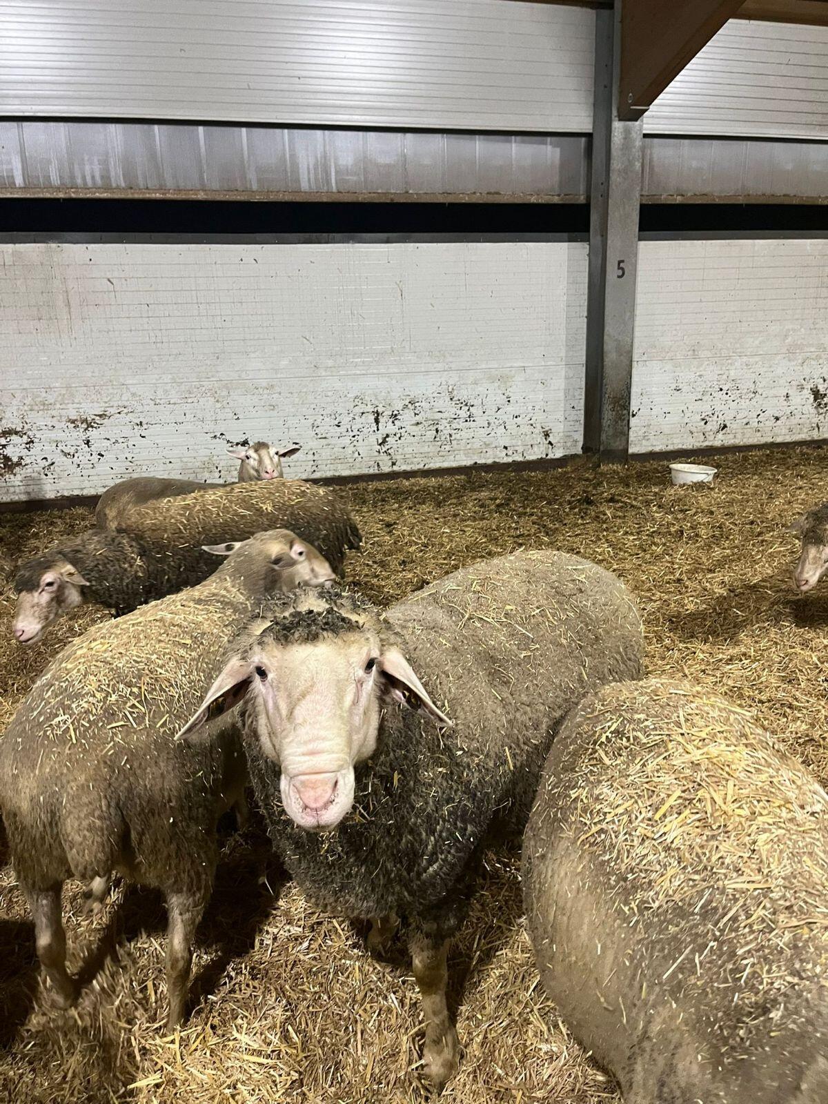 Merino Widder 3 Jahre alt 3