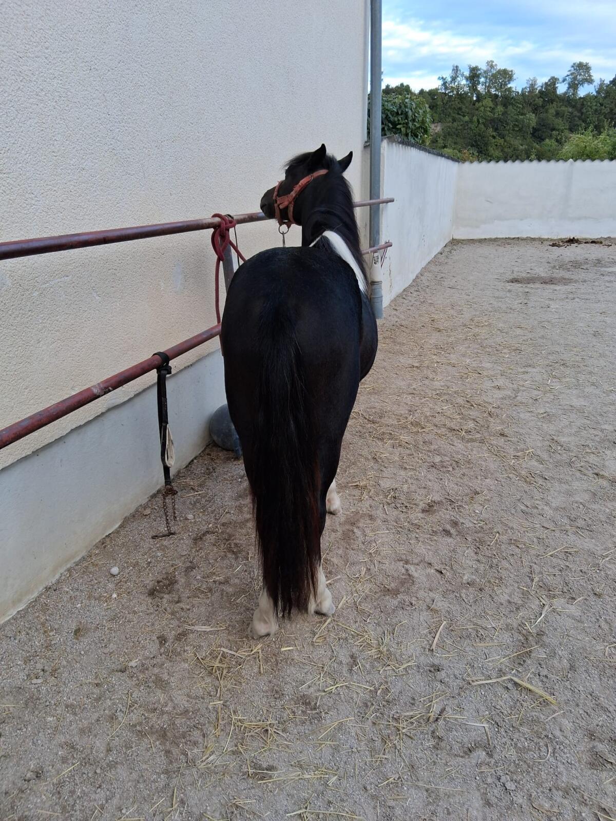 Braver Ponywallach zu verkaufen 3