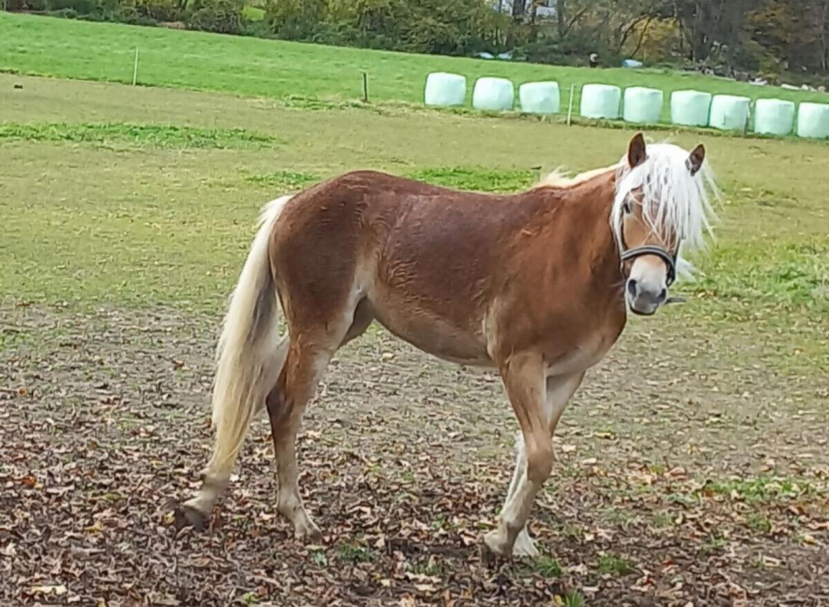 Haflinger Stute, eineinhalb Jahre alt 2