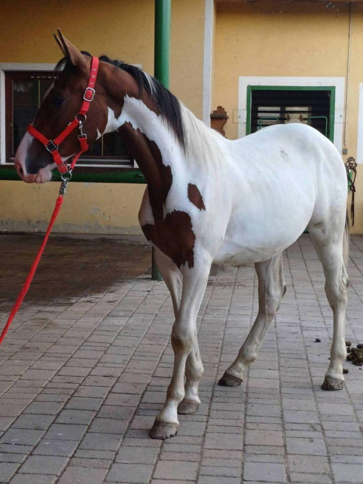 Pintohengst MR. SALVADOR 1