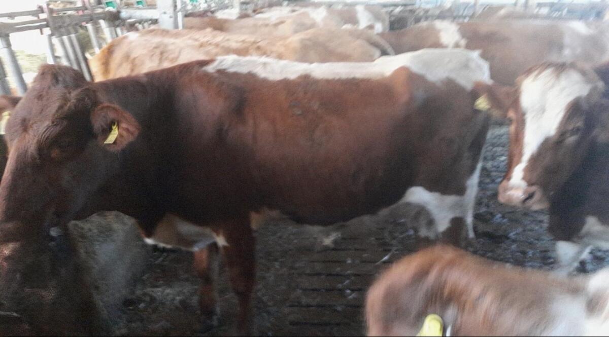 Verkaufe Bio Pinzgauer Kuh mit Stierkalb 1