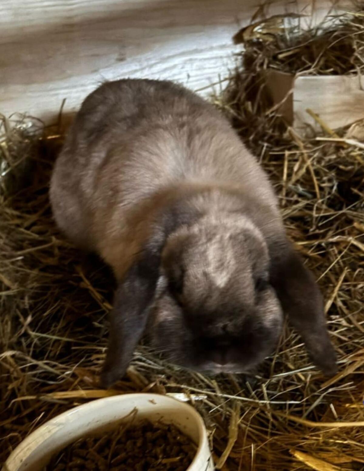 Zwergwidder und Löwenkopf 3