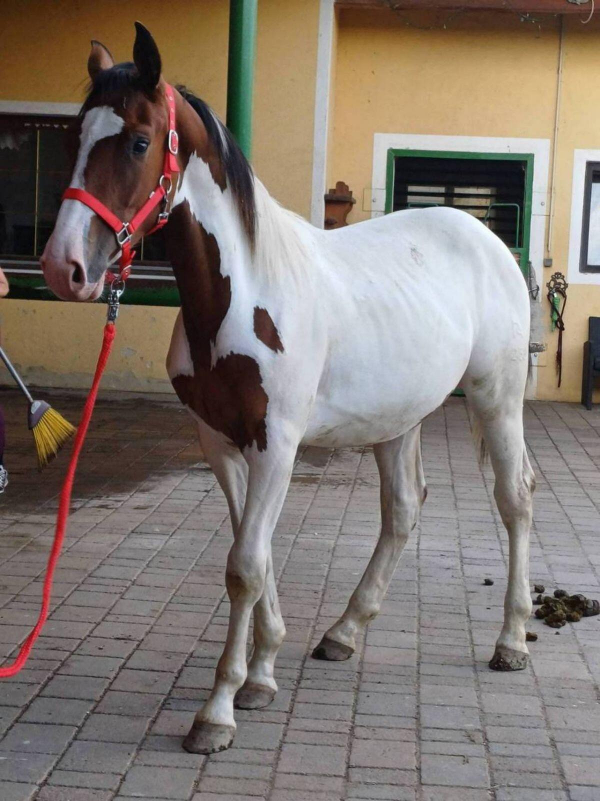 Pintohengst MR. SALVADOR 2