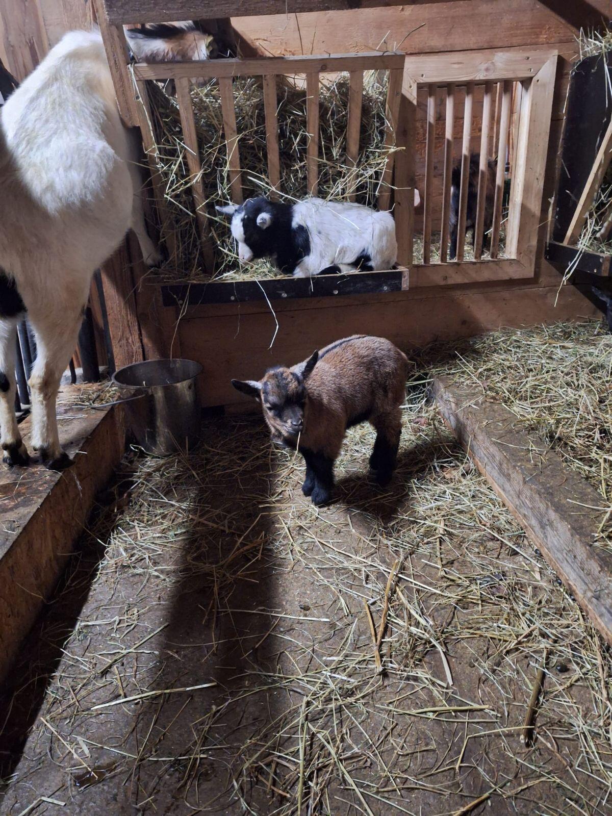 Zwergziegen-Böcke 1