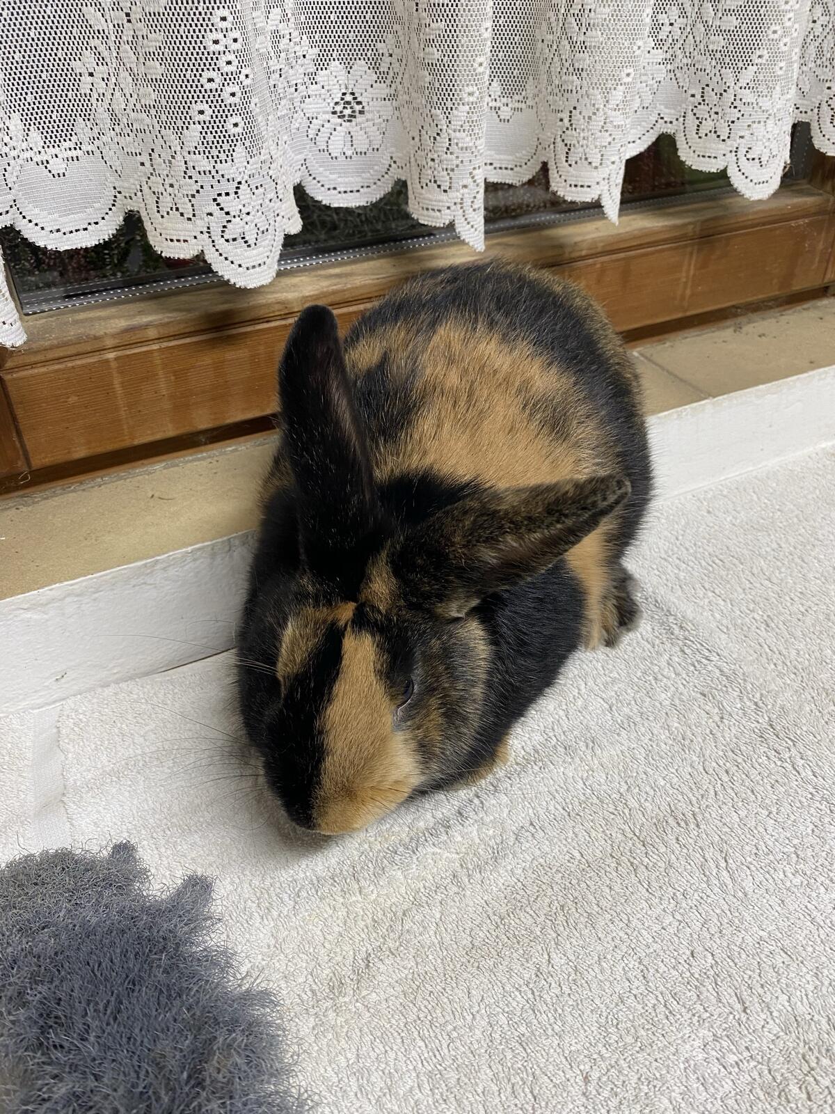 Japaner Rammler zu verkaufen 2