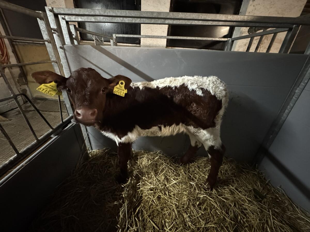 Reinrassiges BIO-Pinzgauerkalb 1