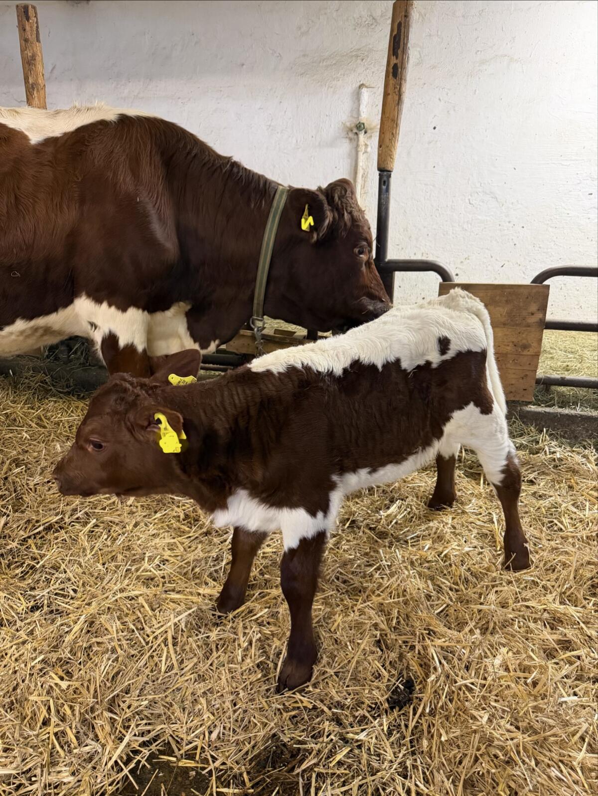 Original Pinzgauer Jungkuh + weibliches Kalb 1