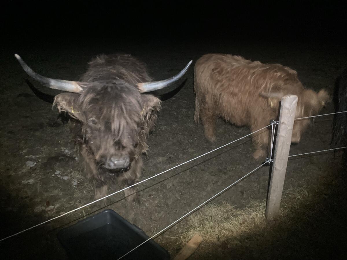 Verkauf trächtige, dunnfarbene Hochlandrindkuh! BIO 2