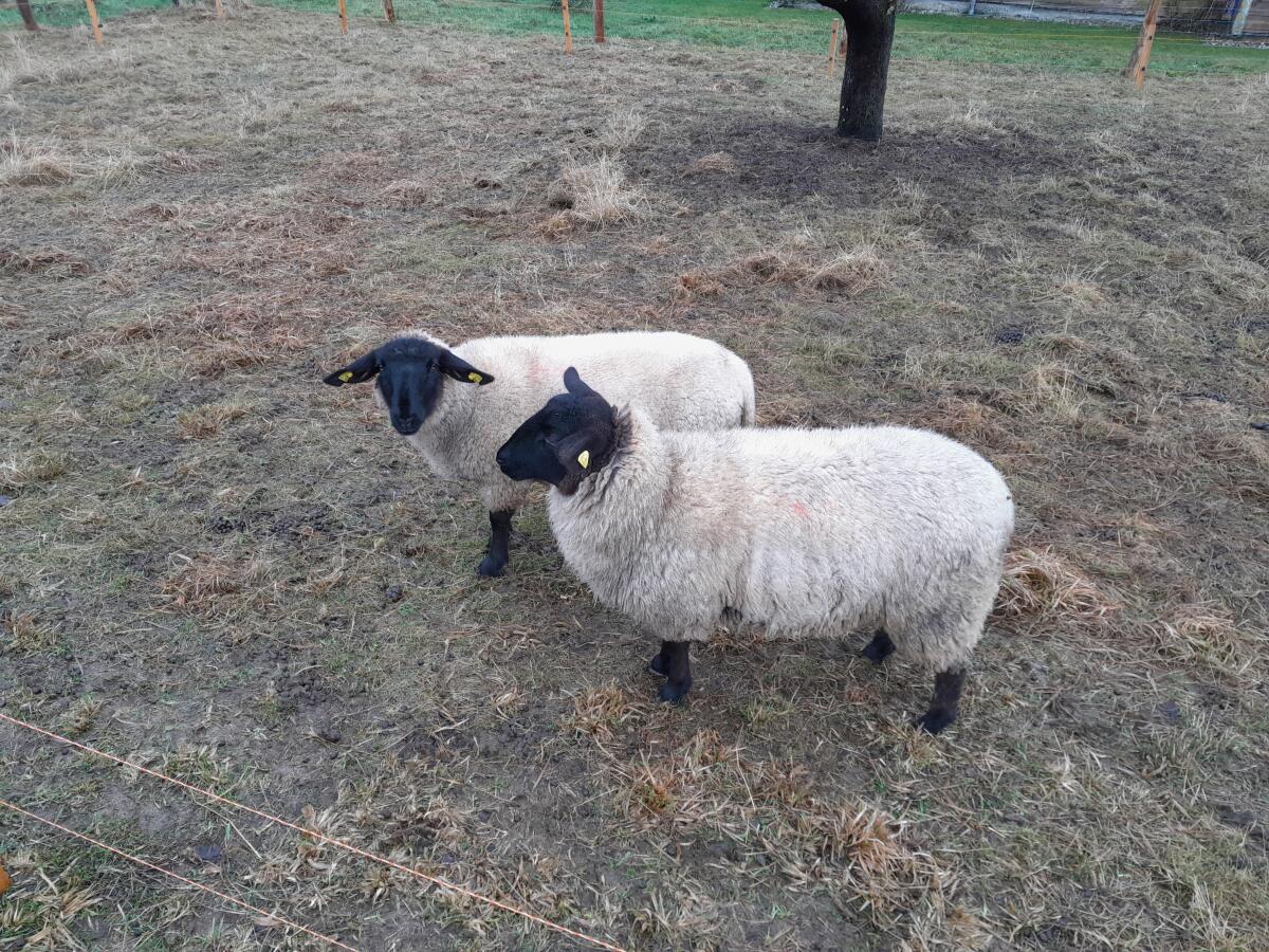 2 weibliche Suffolk Lämmer 1