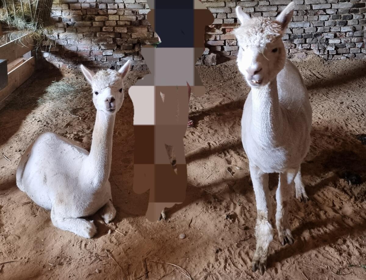 2 Alpaka-Stuten zu verkaufen 2