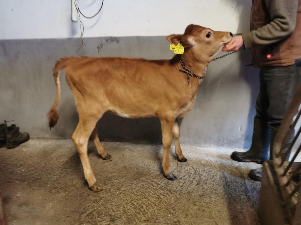 Verkaufe Jersey Zuchtkalb weiblich 1