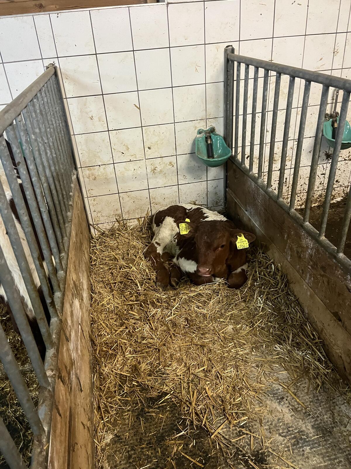 Verkaufe Pinzgauer Kalb 1