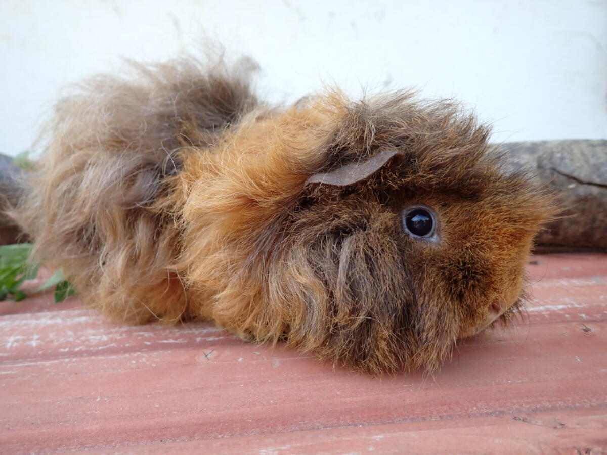 Vergebe erwachsene Meerschweinchen 2