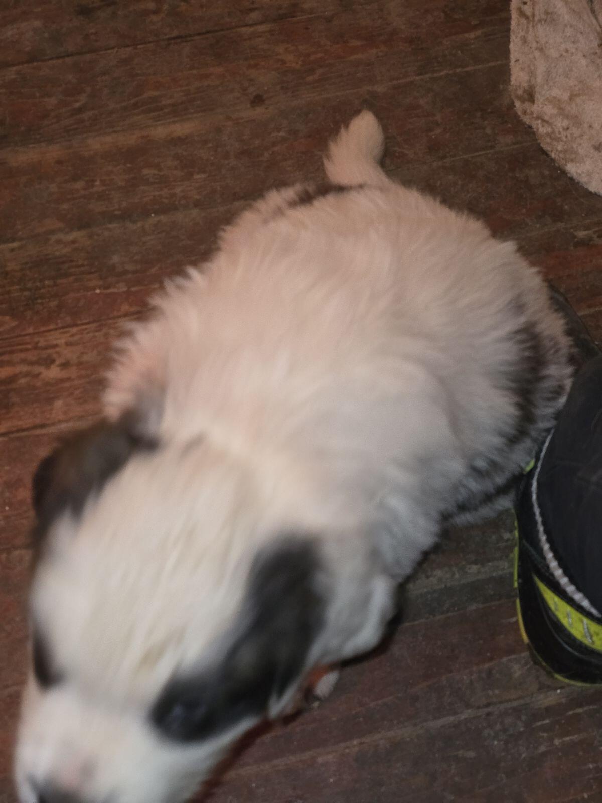 Wunderschöne Bernhardiner Welpen zu verkaufen 3