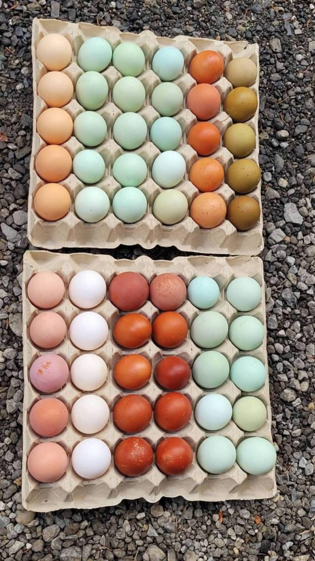 Bruteier Bunte Mischung 3