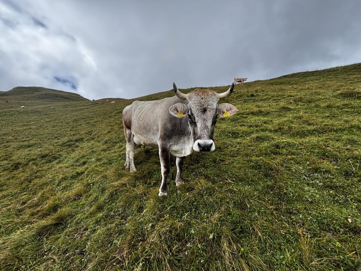 Verkaufe Grauviehkuh 2