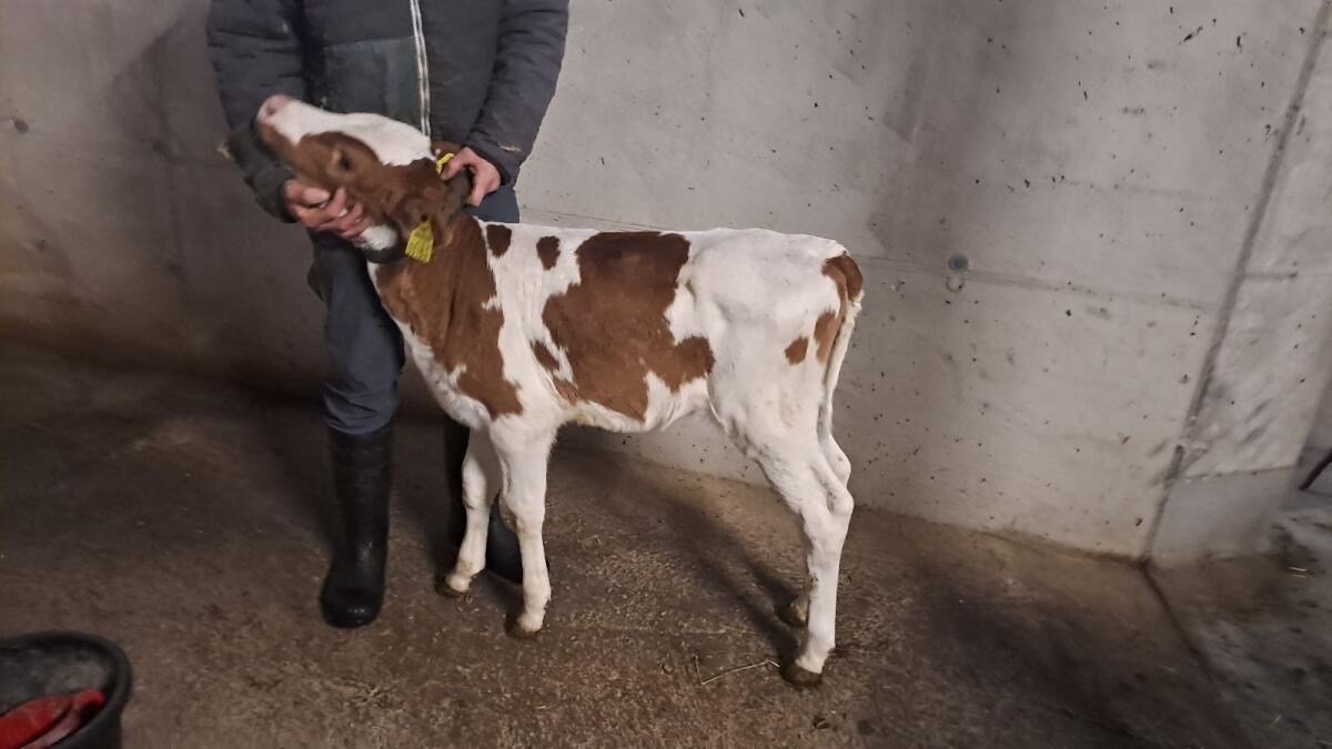 FL×RF Kalb weiblich hornlos Bio 1