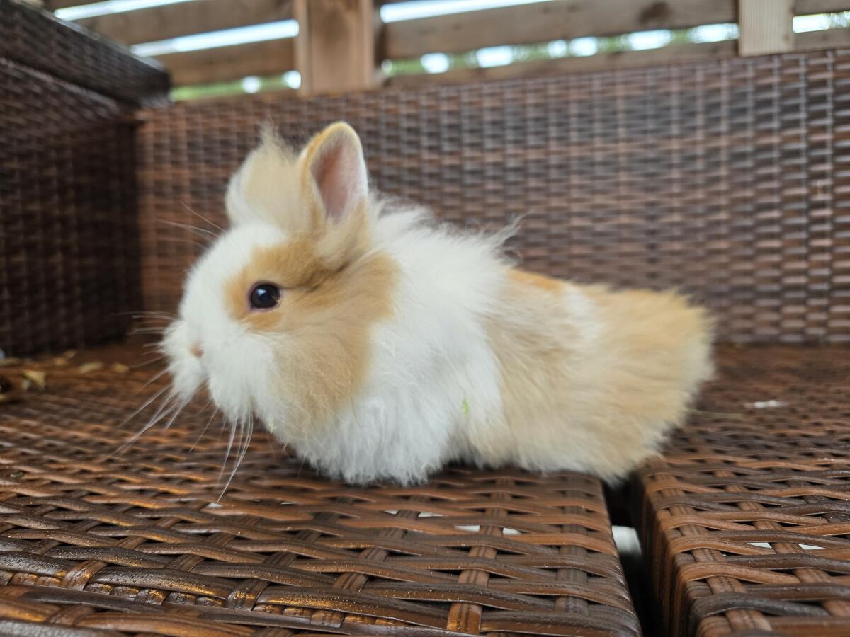 Löwenkopf Zwergkaninchen kastriert 3