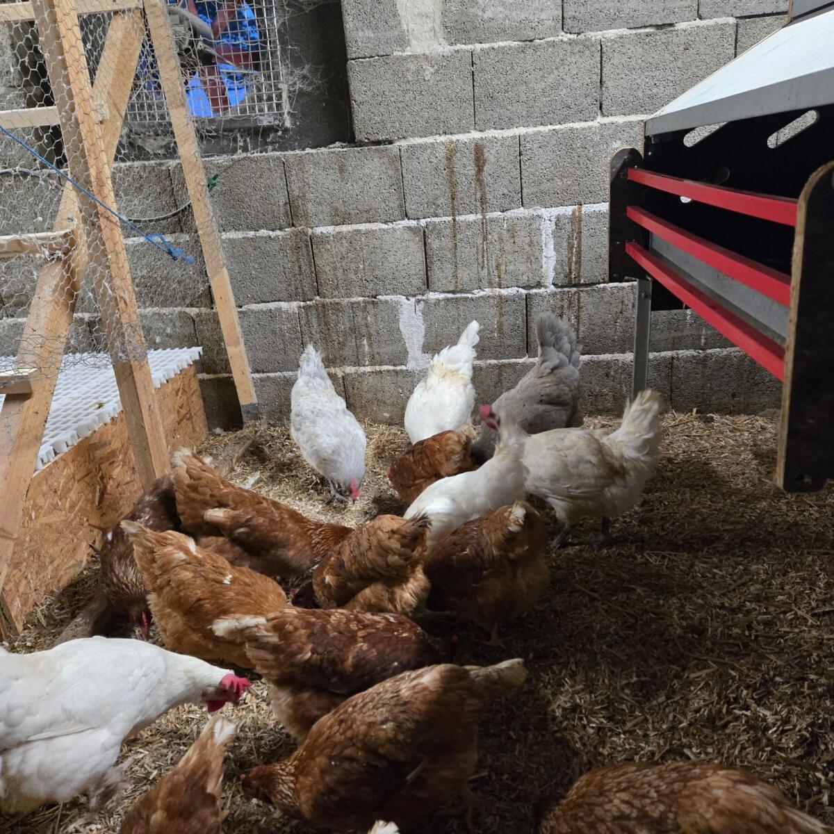 Bresse Legehennen weiß oder blau & Hahn blau 2