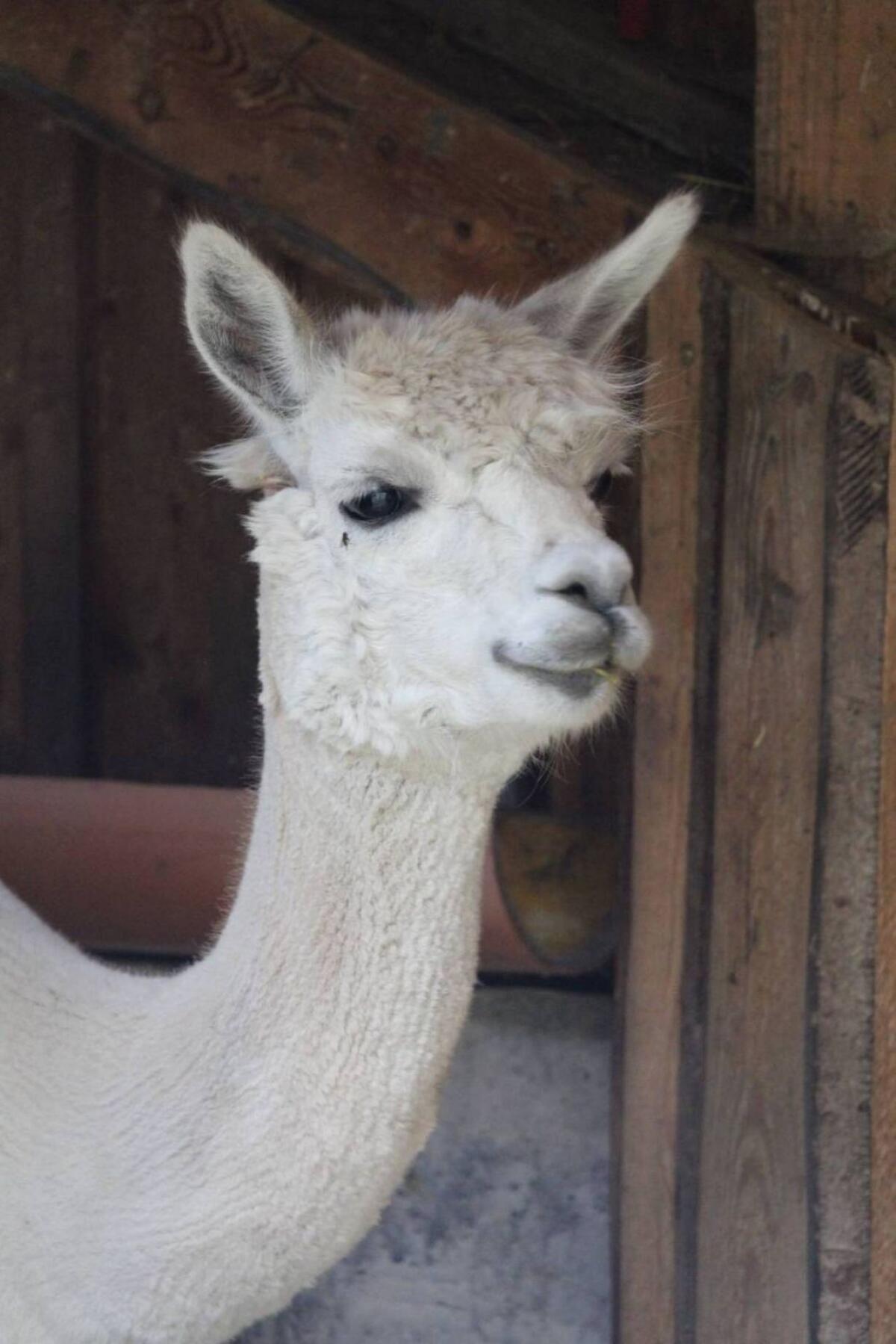 Alpakastute EM Olivia 1