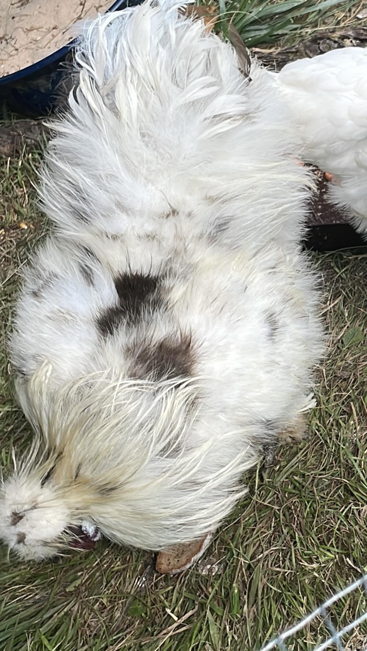 Seidenhahn zu verschenken 1