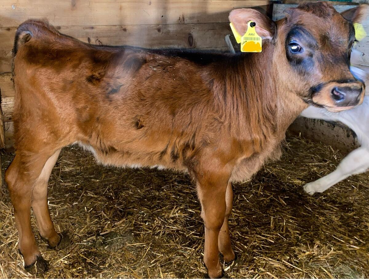 Kuhkalb Jersey, Pinzgauer 1