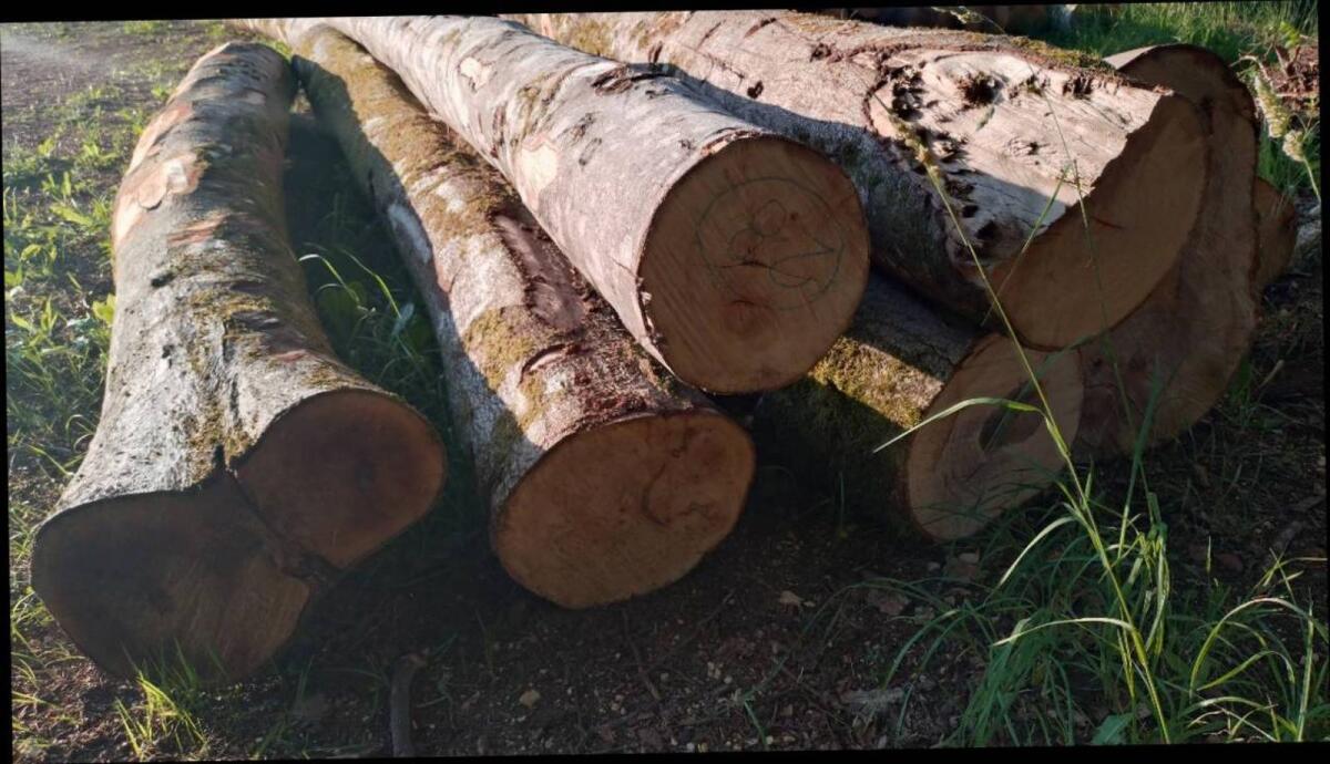 Brennholz Buche, Fichte, Eiche zu verkaufen 2